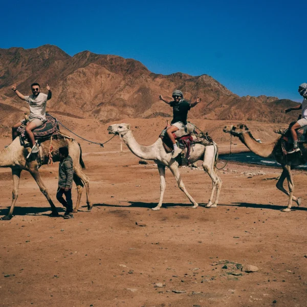 Camel Trekking Egypt: 4 to 8-Day White Desert Crossing