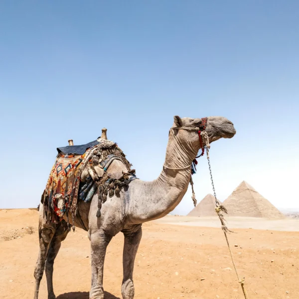 Camel Trekking Egypt: 4 to 8-Day White Desert Crossing