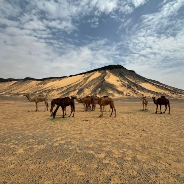 Camel Trekking Egypt: 4 to 8-Day White Desert Crossing