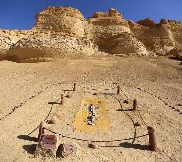 From Cairo: Full-Day Tour to El Fayoum