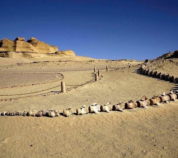 From Cairo: Fayoum Oasis and Wadi Al Rayan Guided Tour