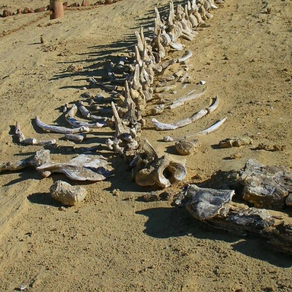 From Cairo: Fayoum Oasis and Wadi Al Rayan Guided Tour