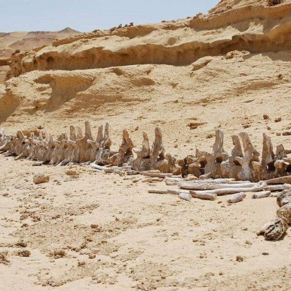 From Cairo: Full-Day Tour to El Fayoum