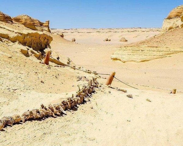 From Cairo: Full-Day Tour to El Fayoum