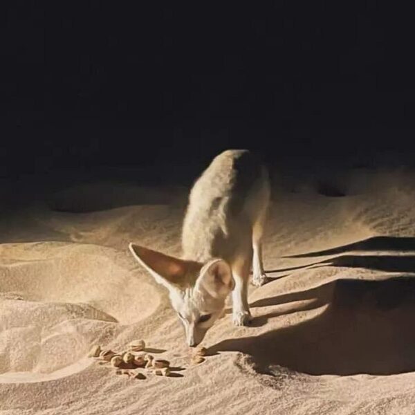 2 Nights 3 Days at Siwa Oases camp from Cairo