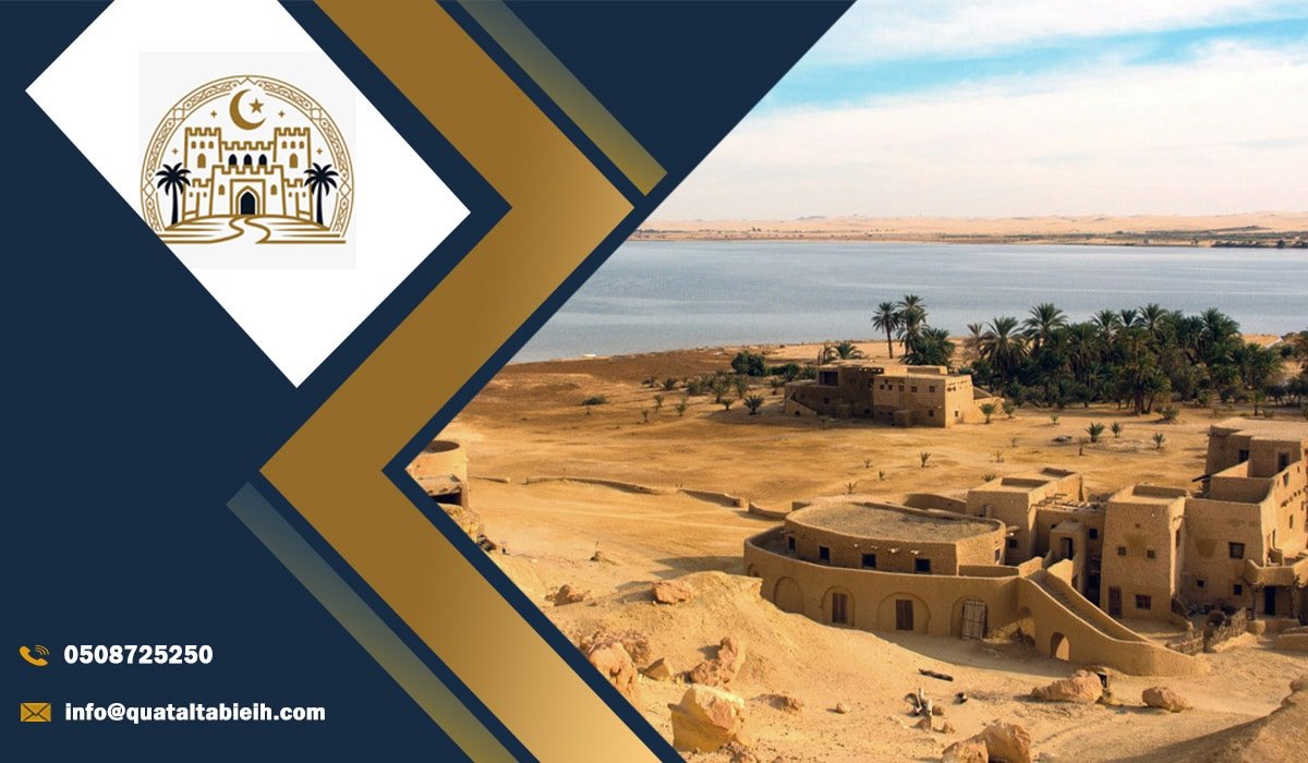 Top Attractions and Experiences in the Oasis