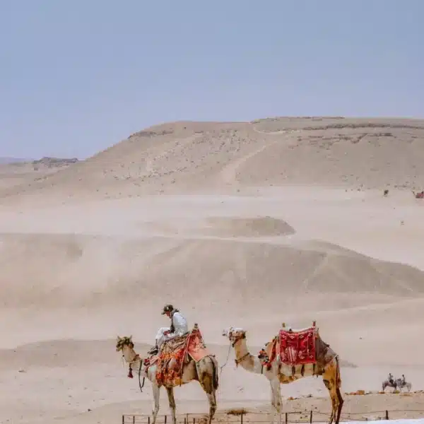 Camel caravan traveling through Egypt’s Western Desert on the Cairo to White Desert route