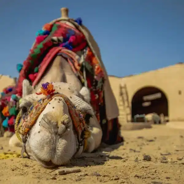 Camel resting before a multi-day desert trek in Egypt